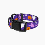 Pet Collar